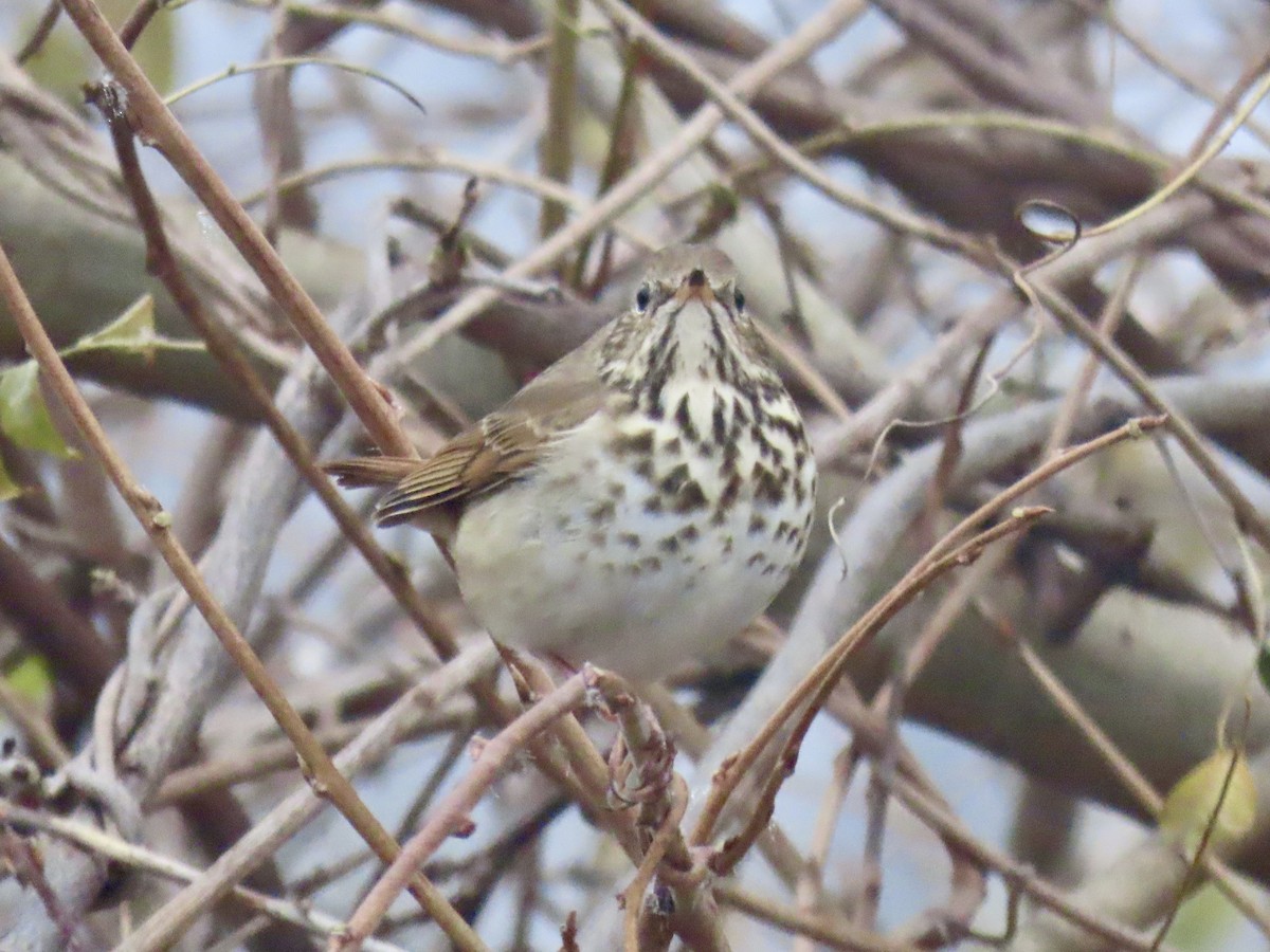 Hermit Thrush (faxoni/crymophilus) - ML628032175