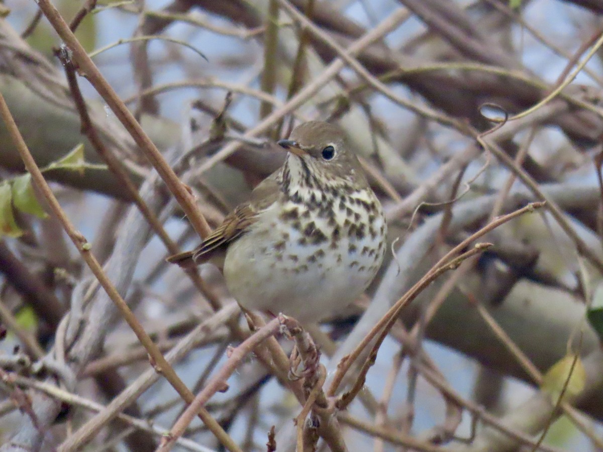 Hermit Thrush (faxoni/crymophilus) - ML628032176