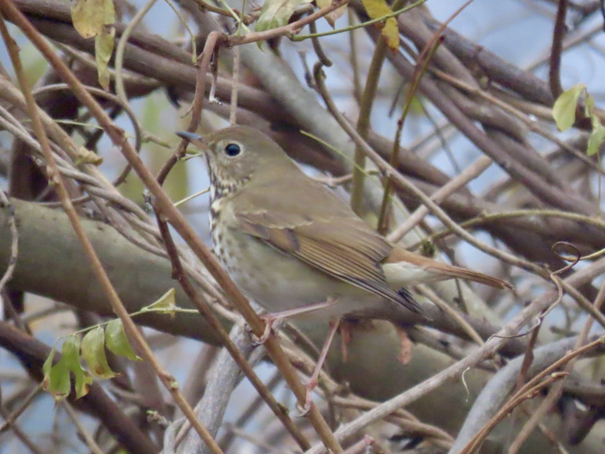 Hermit Thrush (faxoni/crymophilus) - ML628032177