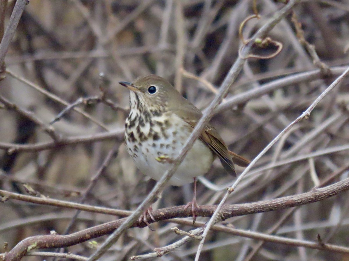 Hermit Thrush (faxoni/crymophilus) - ML628032178