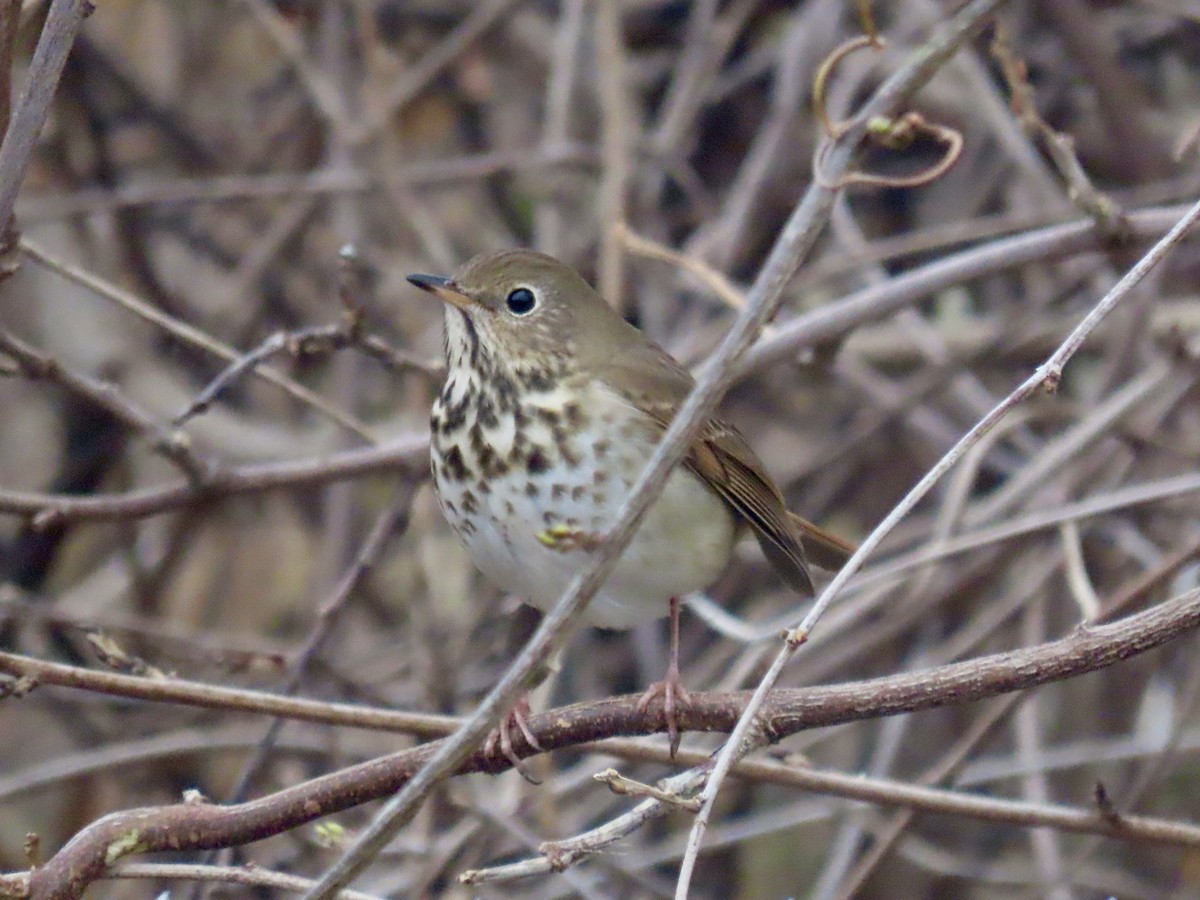 Hermit Thrush (faxoni/crymophilus) - ML628032179