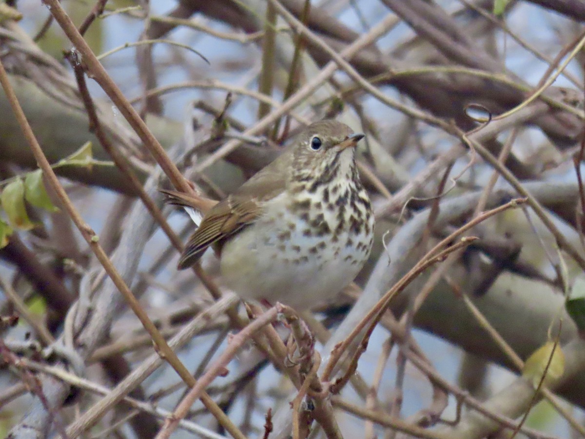 Hermit Thrush (faxoni/crymophilus) - ML628032180