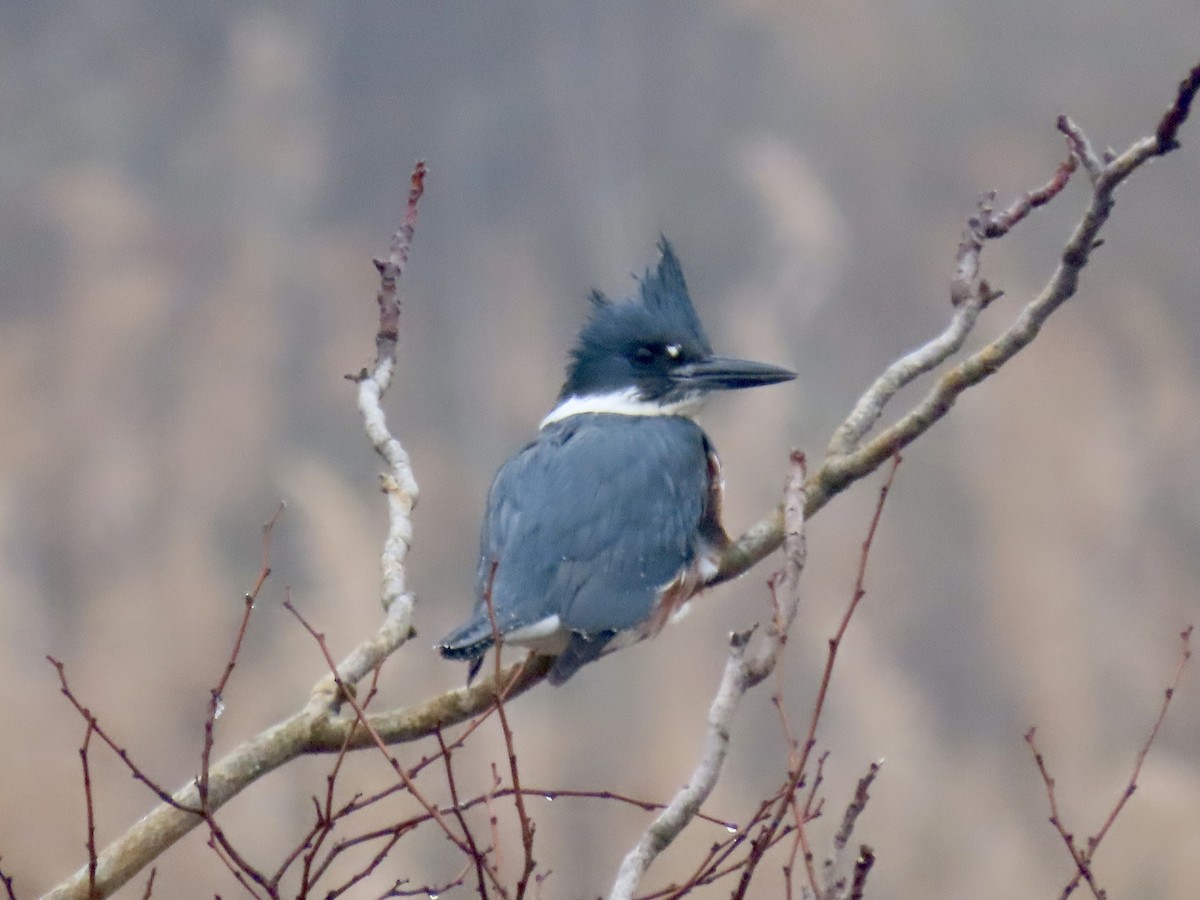 Belted Kingfisher - ML628032185