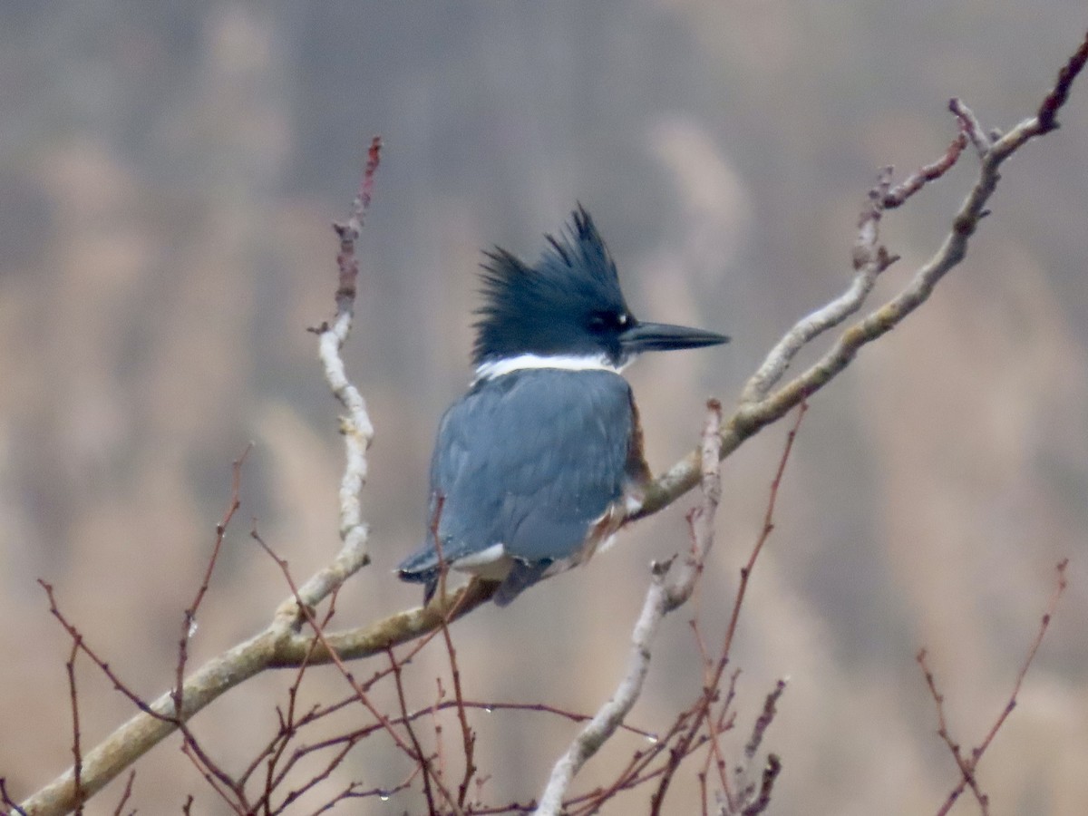 Belted Kingfisher - ML628032186