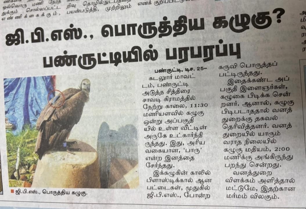 White-rumped Vulture - ML628032213