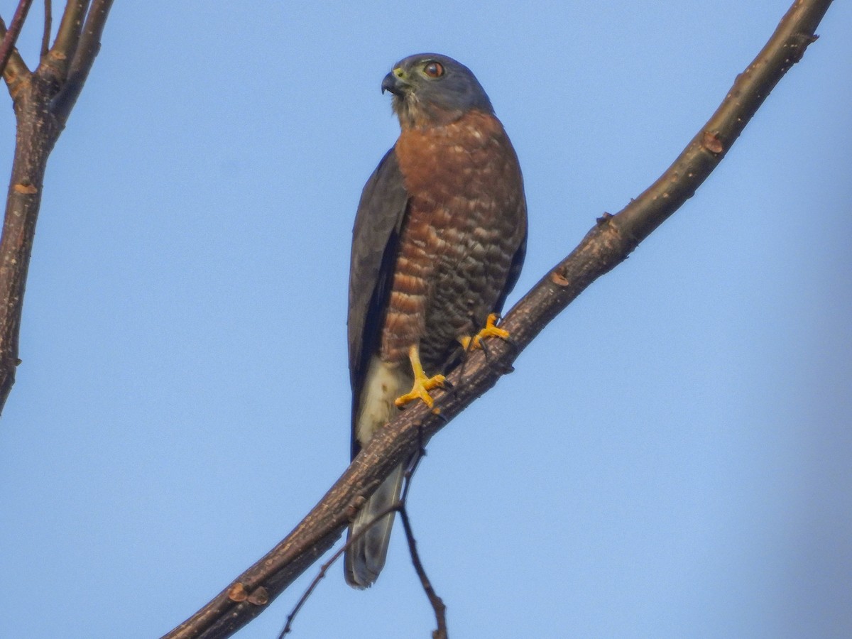 Double-toothed Kite - ML628032272