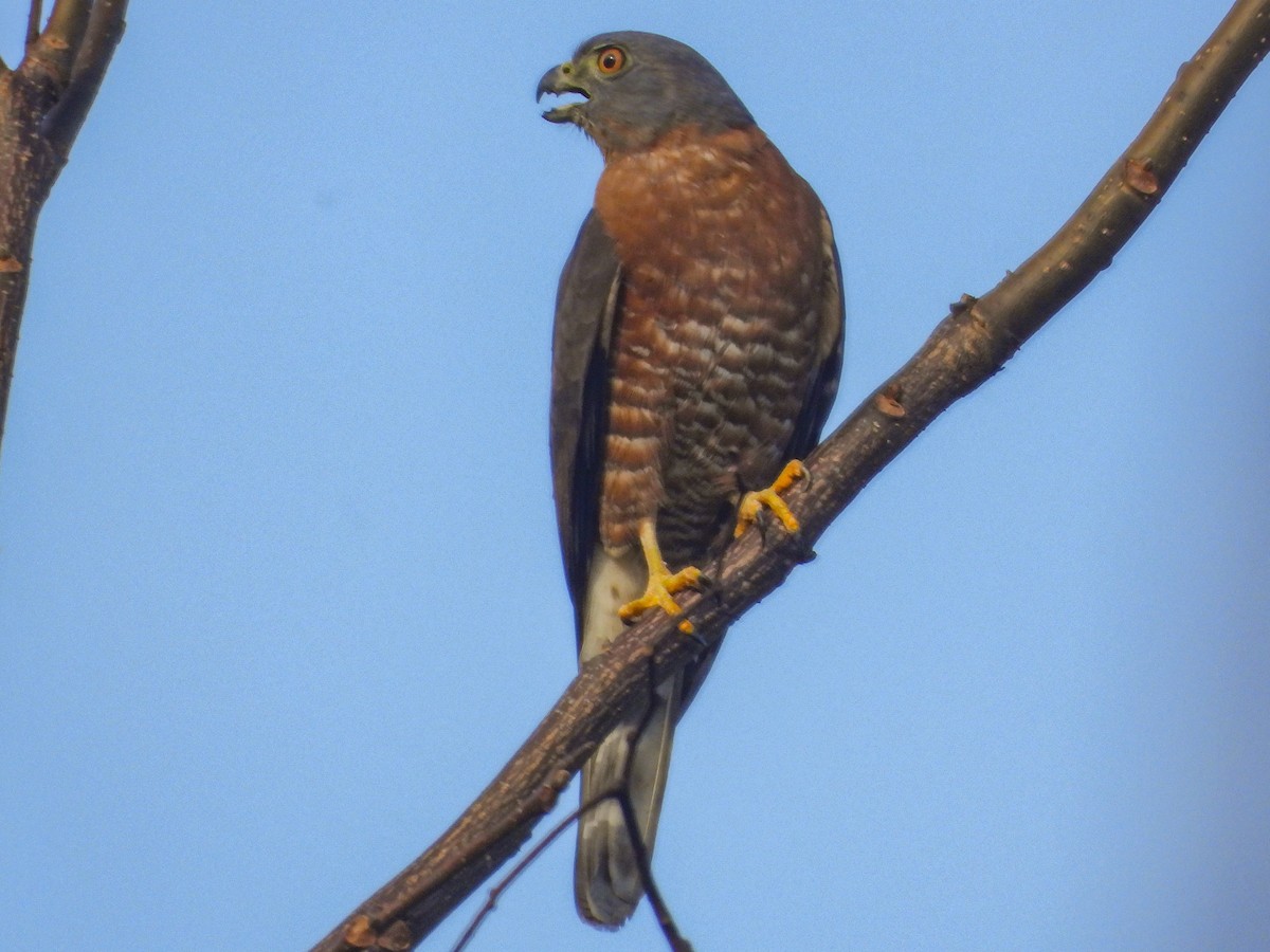 Double-toothed Kite - ML628032273