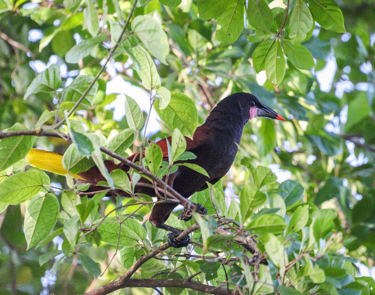 Olive Oropendola - ML628032311