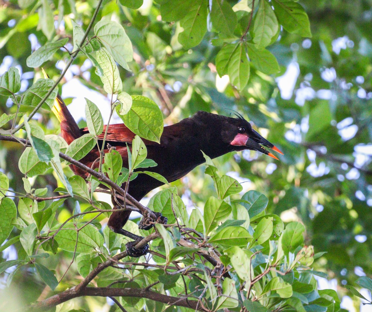 Olive Oropendola - ML628032315