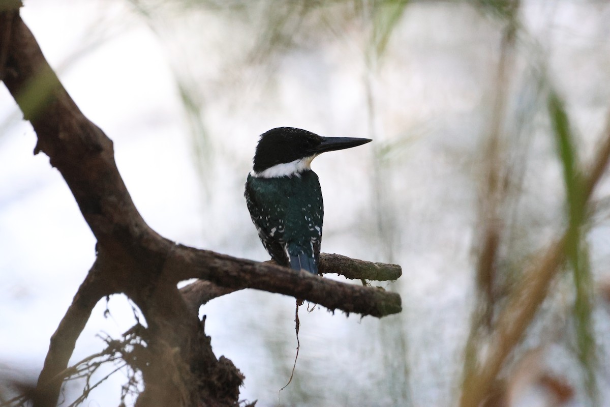 Green Kingfisher - ML628032319