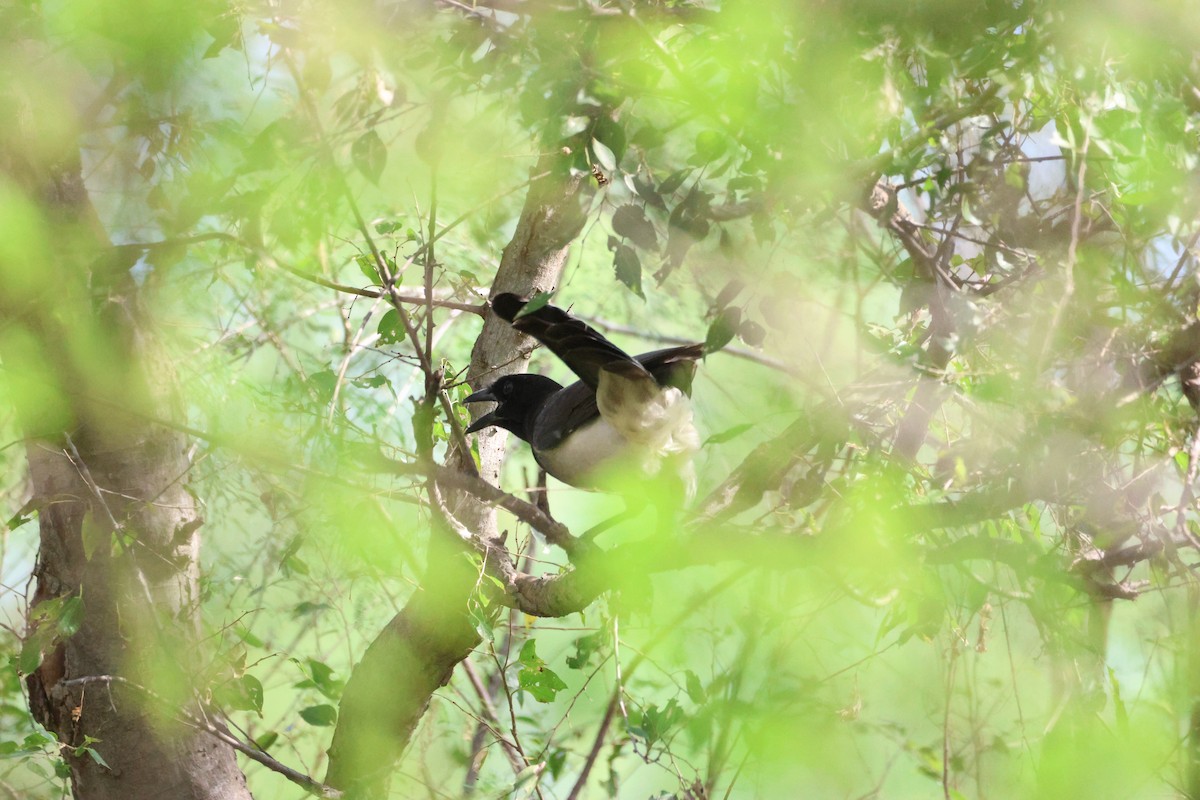 Brown Jay - ML628032326