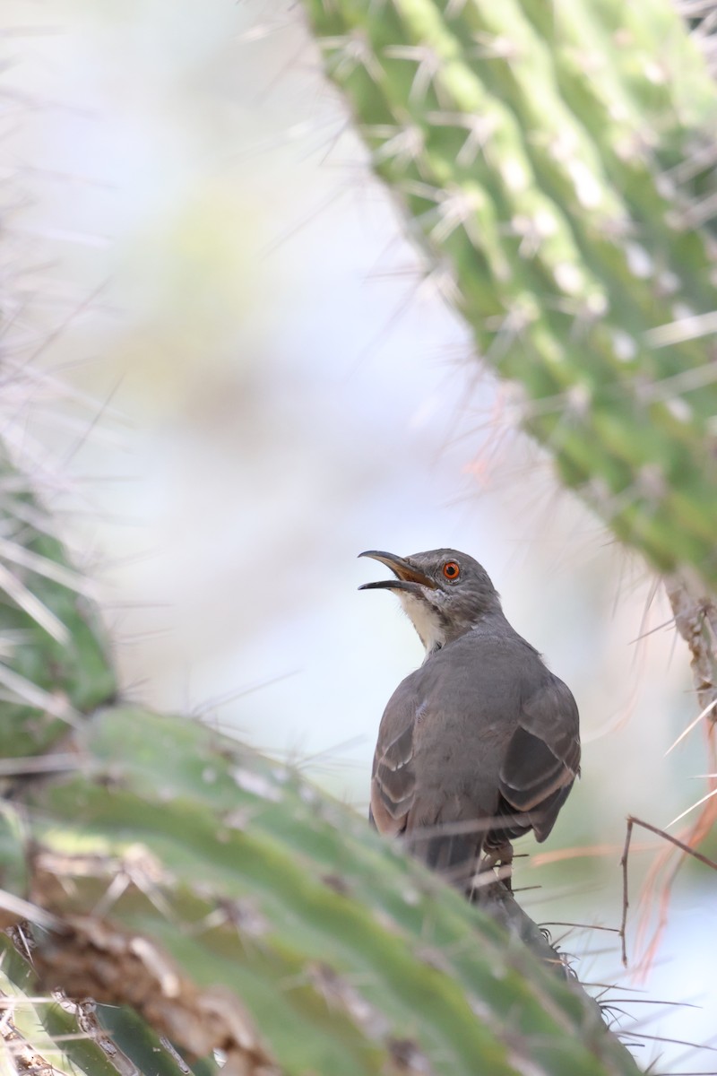 Curve-billed Thrasher - ML628032331