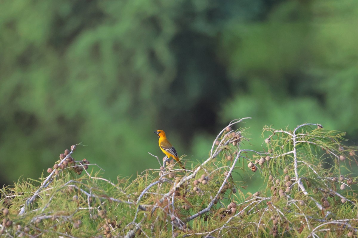 Altamira Oriole - ML628032340