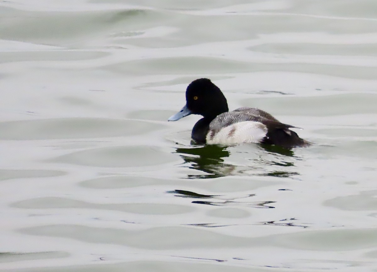 Lesser Scaup - ML628032349