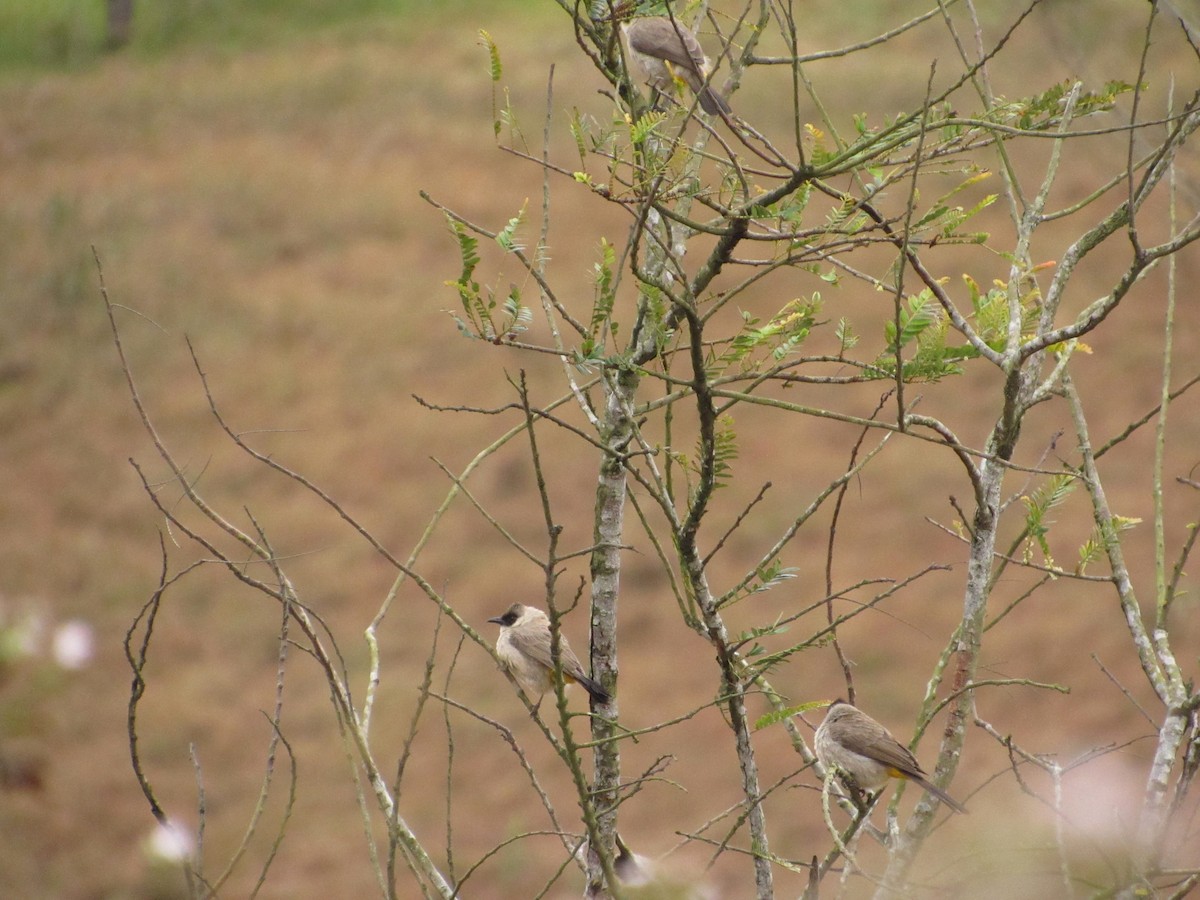 Bulbul Ventridorado - ML628032354