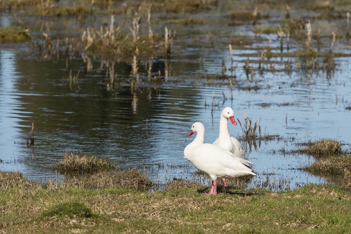 Coscoroba Swan - ML628032356