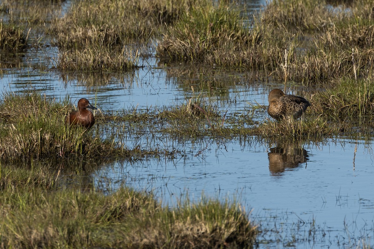 Cinnamon Teal - ML628032370