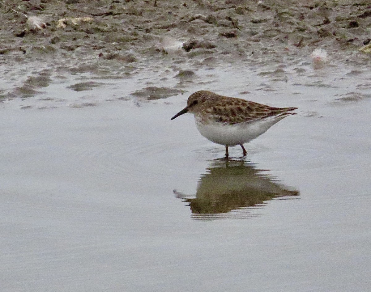 Least Sandpiper - ML628032398