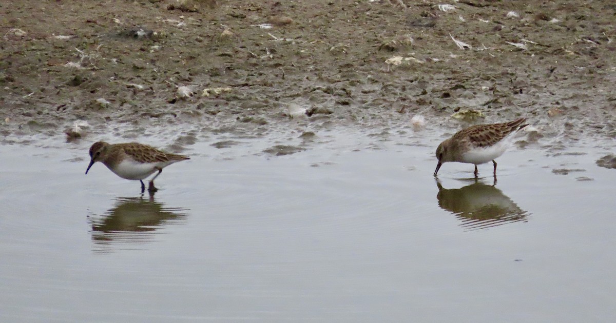 Least Sandpiper - ML628032399