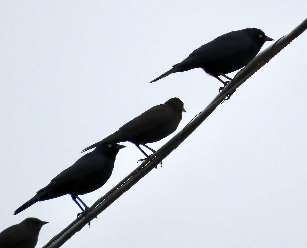 Brewer's Blackbird - ML628032405