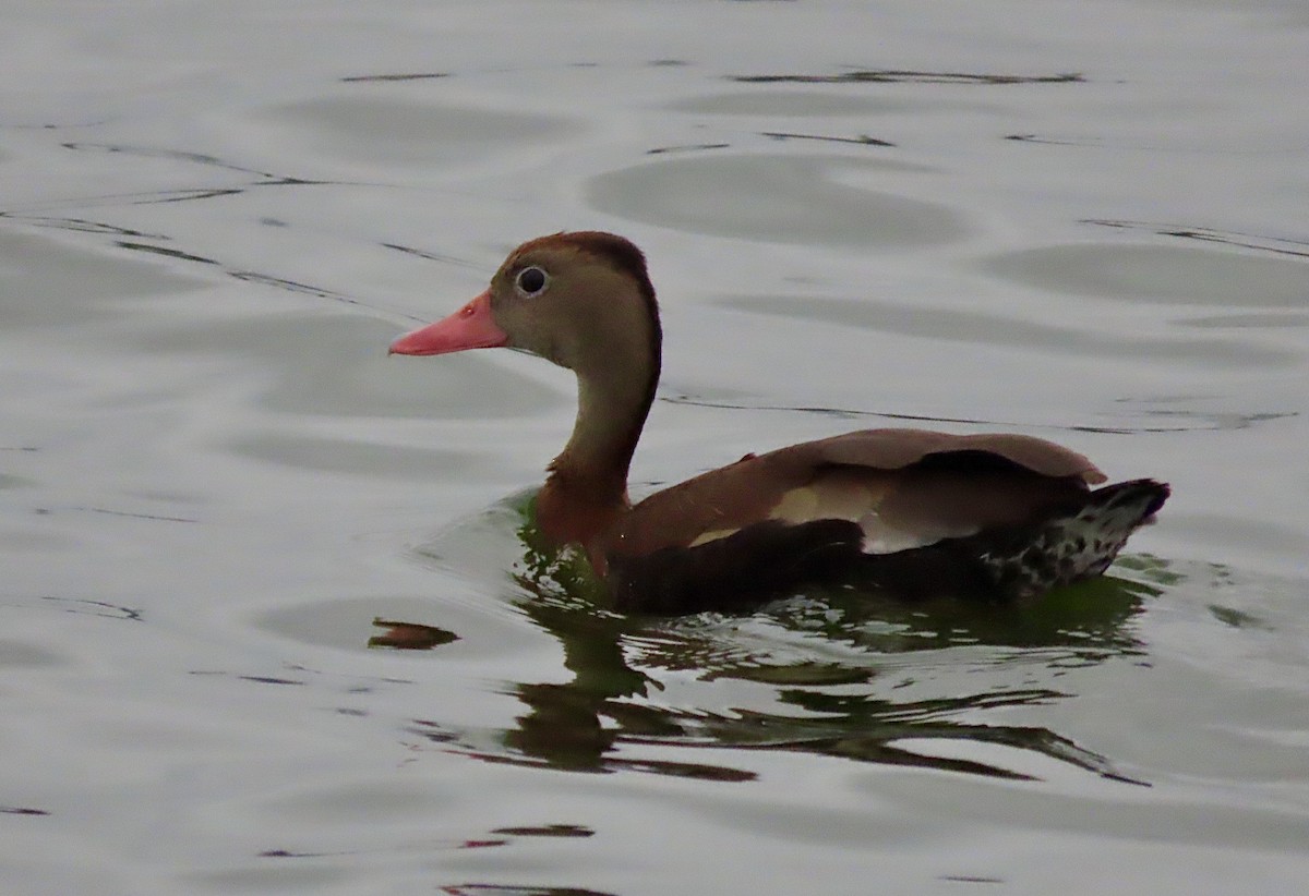 Black-bellied Whistling-Duck - ML628032461