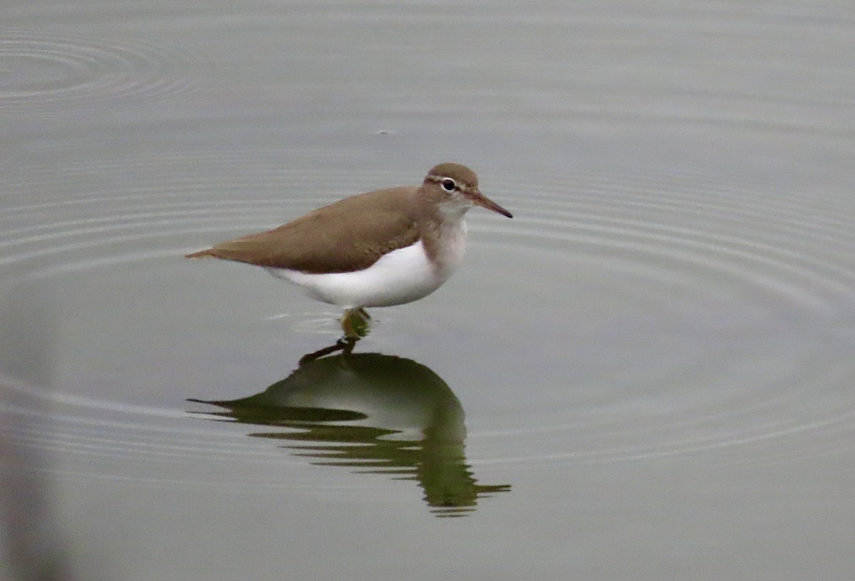 Spotted Sandpiper - ML628032470