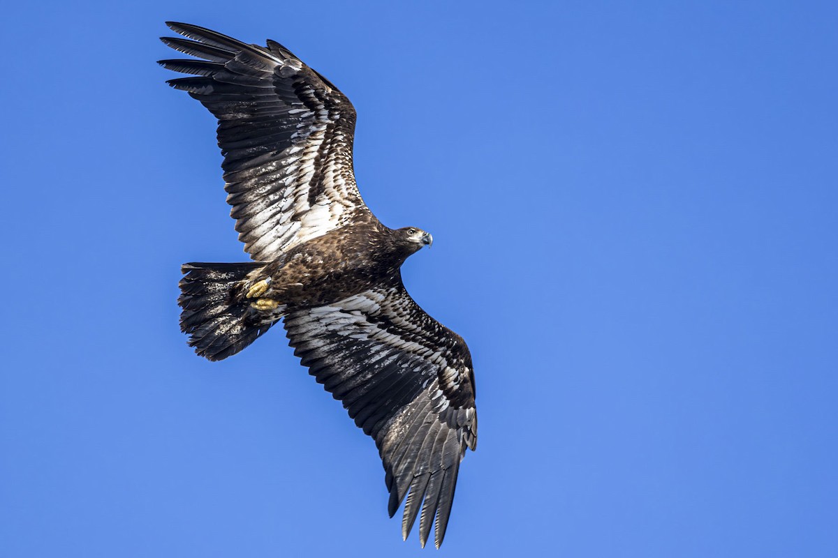 Bald Eagle - ML628032499