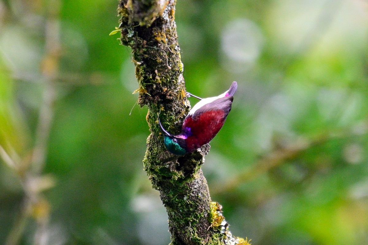 Crimson-backed Sunbird - ML628032520