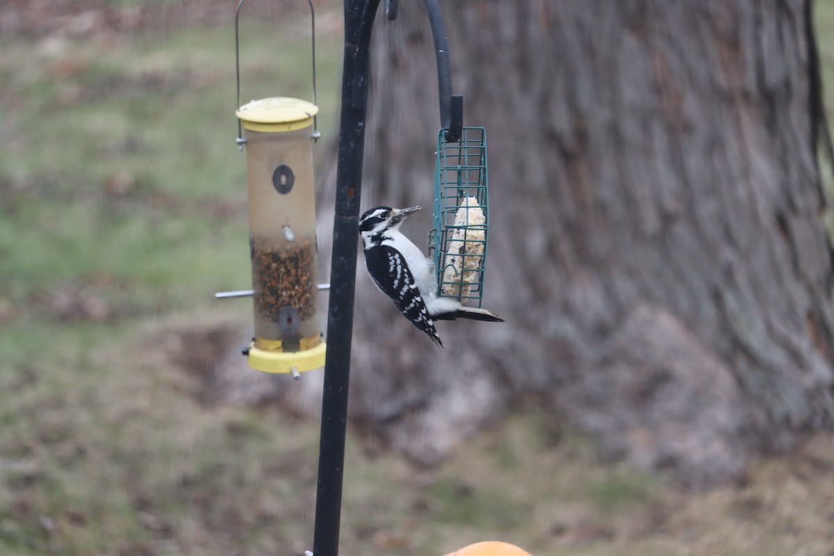 Hairy Woodpecker - ML628032537