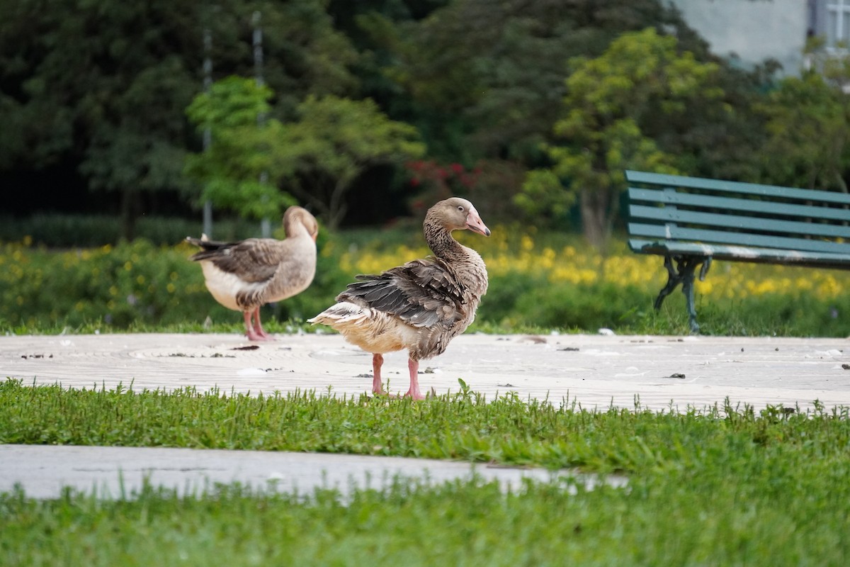 Graylag Goose (Domestic type) - ML628032617
