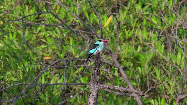 Blue-breasted Kingfisher - ML628032618