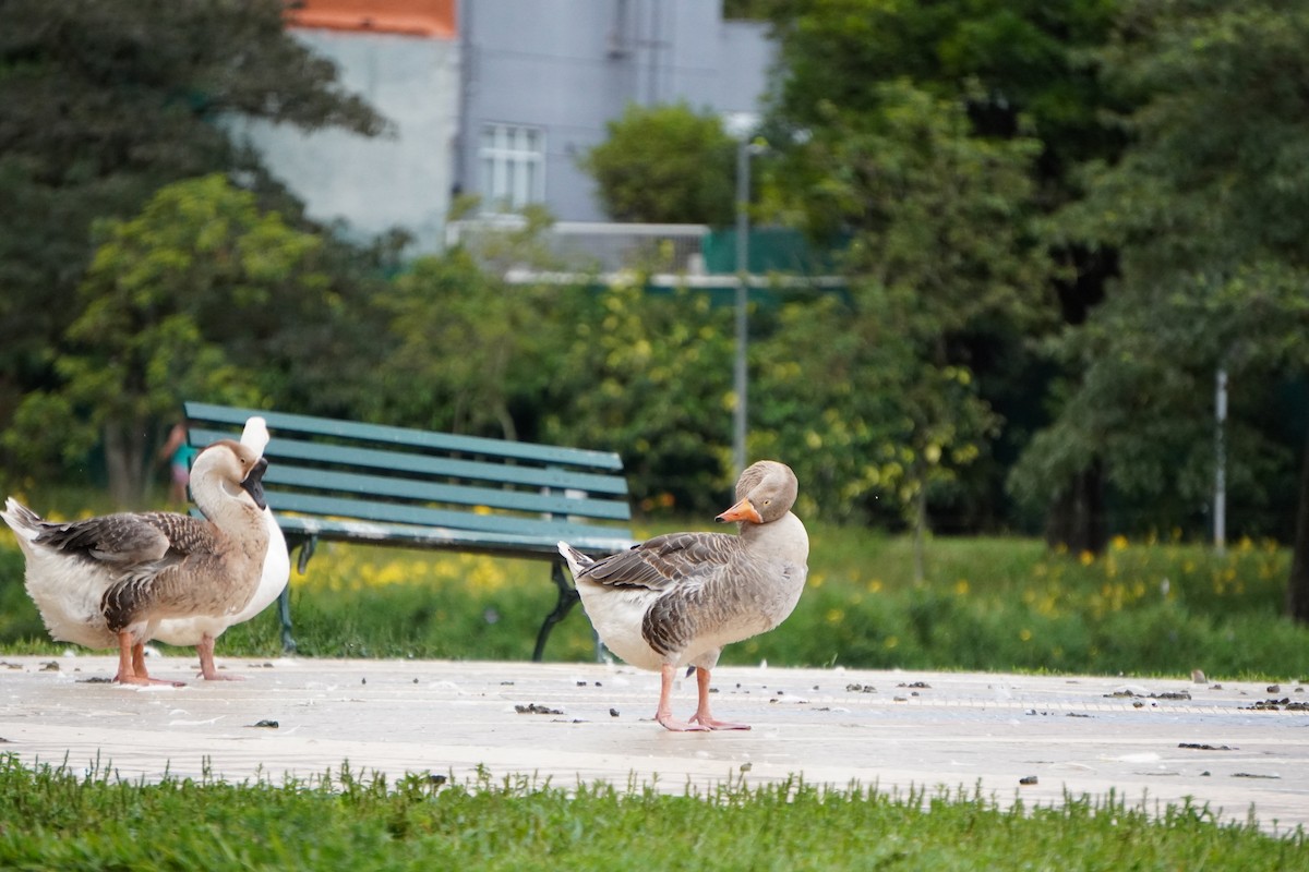 Swan Goose (Domestic type) - ML628032627