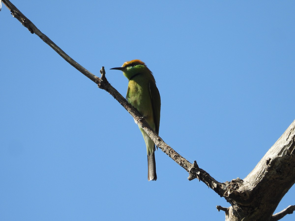 Asian Green Bee-eater - ML628032673