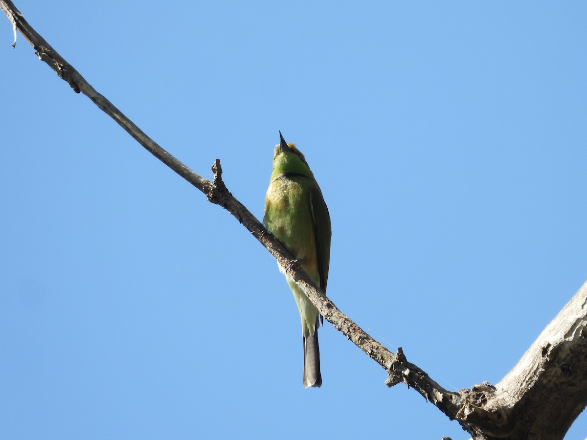 Asian Green Bee-eater - ML628032674