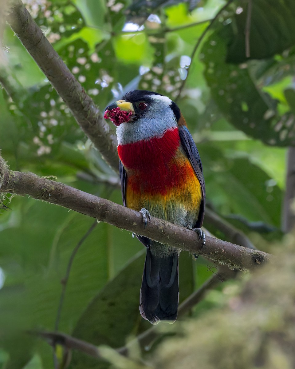 Toucan Barbet - ML628032755