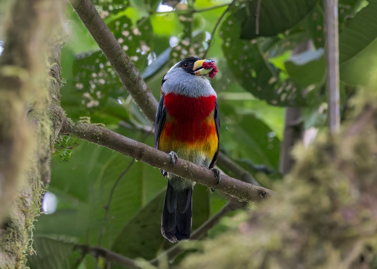 Toucan Barbet - ML628032756