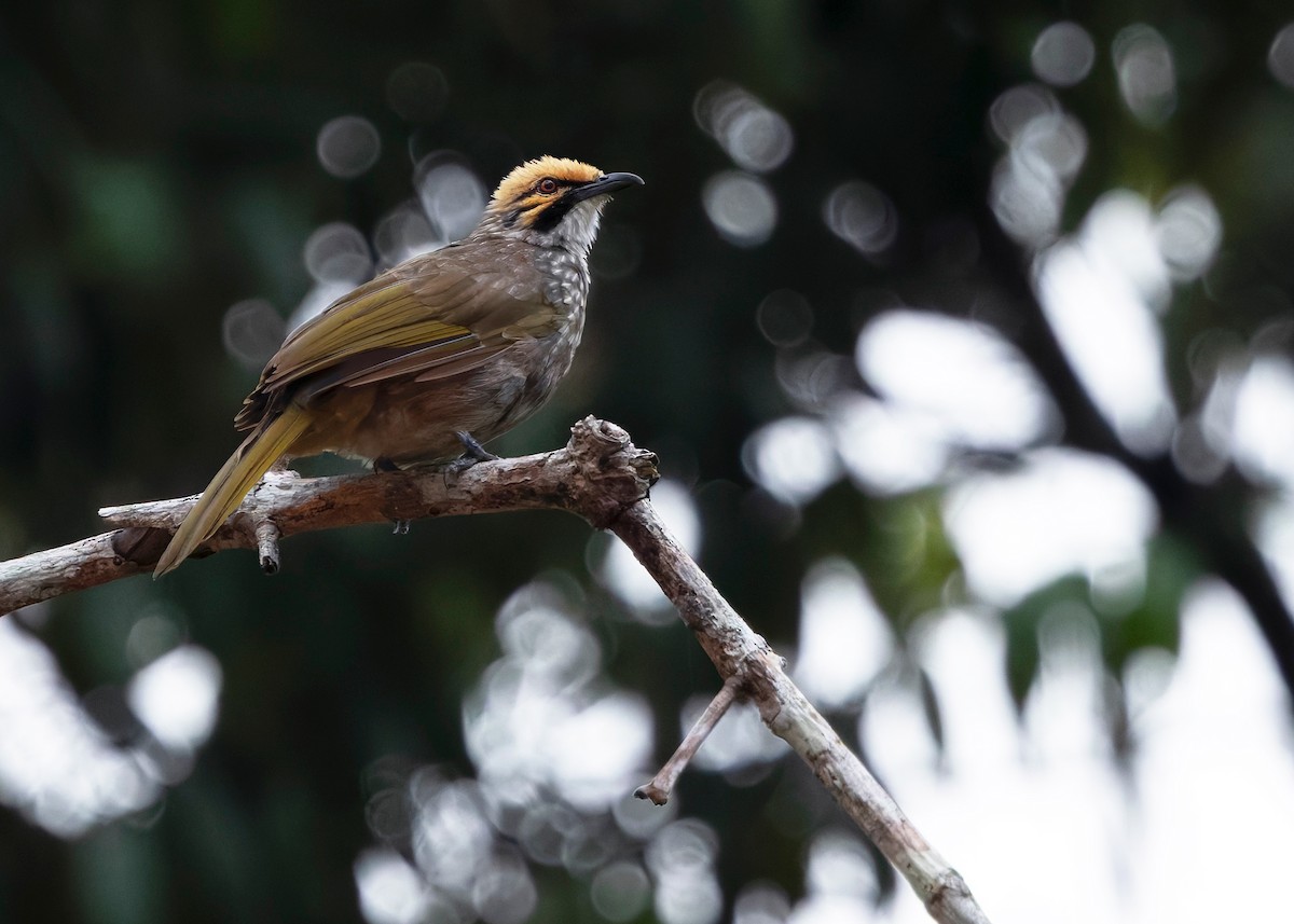 Straw-headed Bulbul - ML628032764