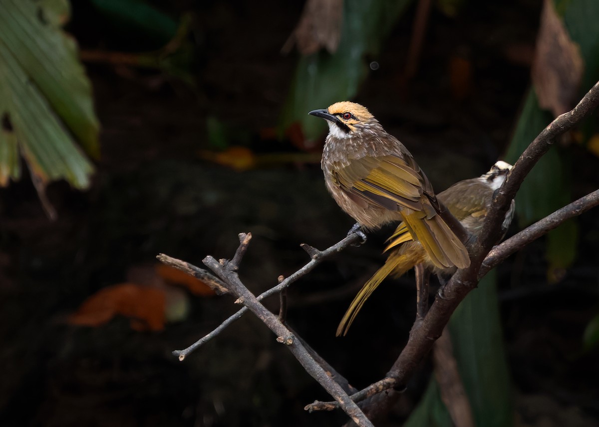 Straw-headed Bulbul - ML628032765