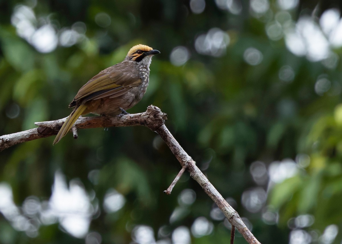 Straw-headed Bulbul - ML628032767