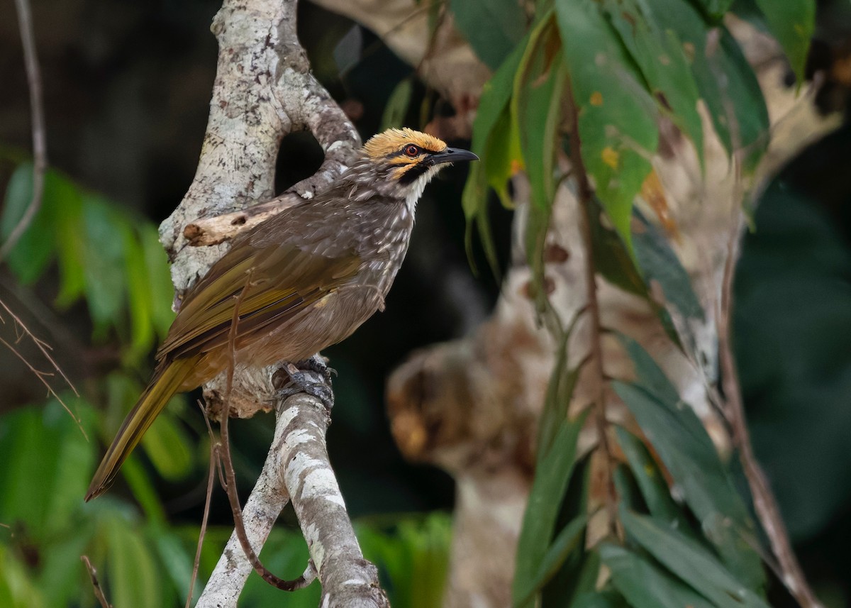 Straw-headed Bulbul - ML628032768