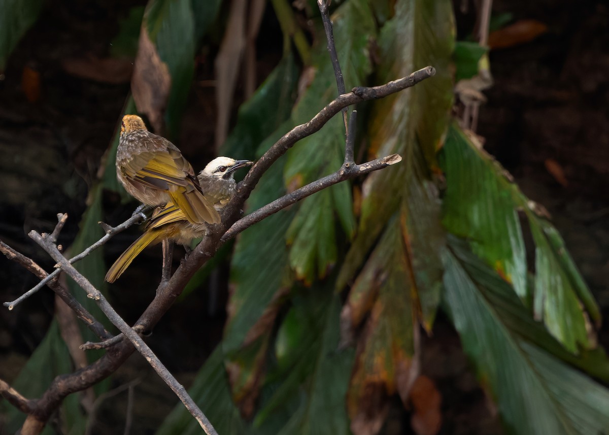 Straw-headed Bulbul - ML628032769