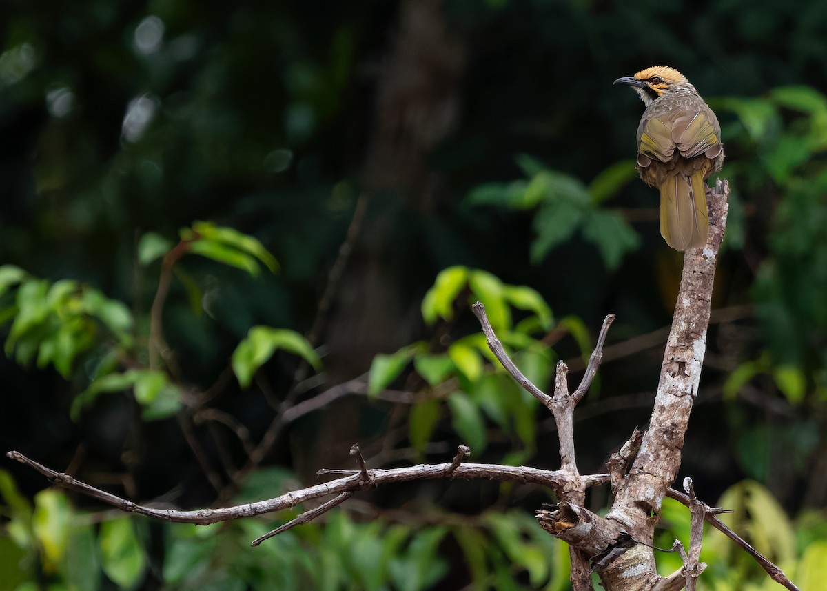 Straw-headed Bulbul - ML628032770