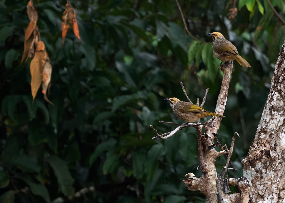 Straw-headed Bulbul - ML628032771