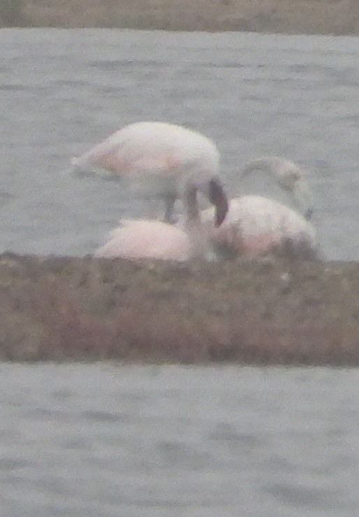 Lesser Flamingo - ML628032828