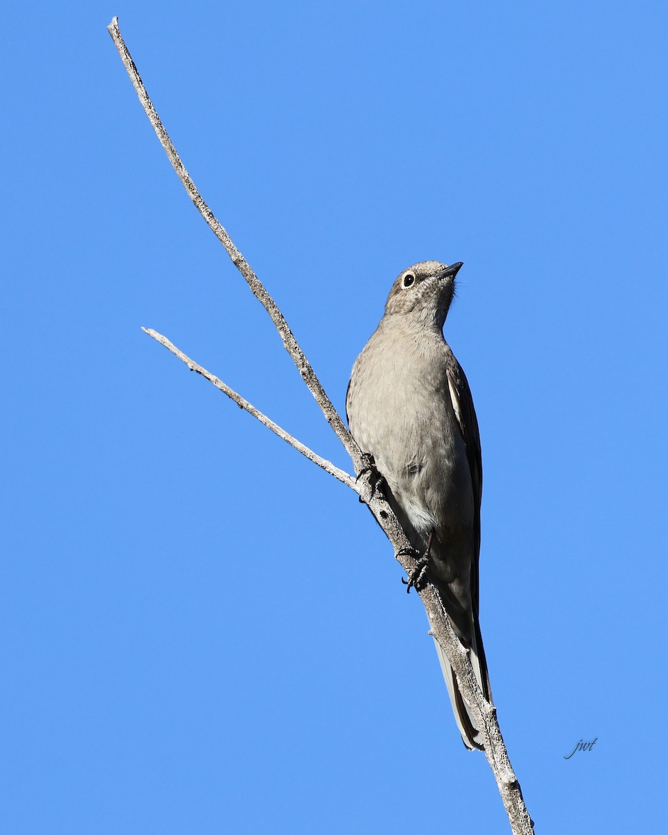 Townsend's Solitaire - ML628032889