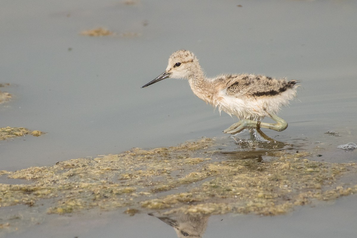 Avocette d'Amérique - ML62803291