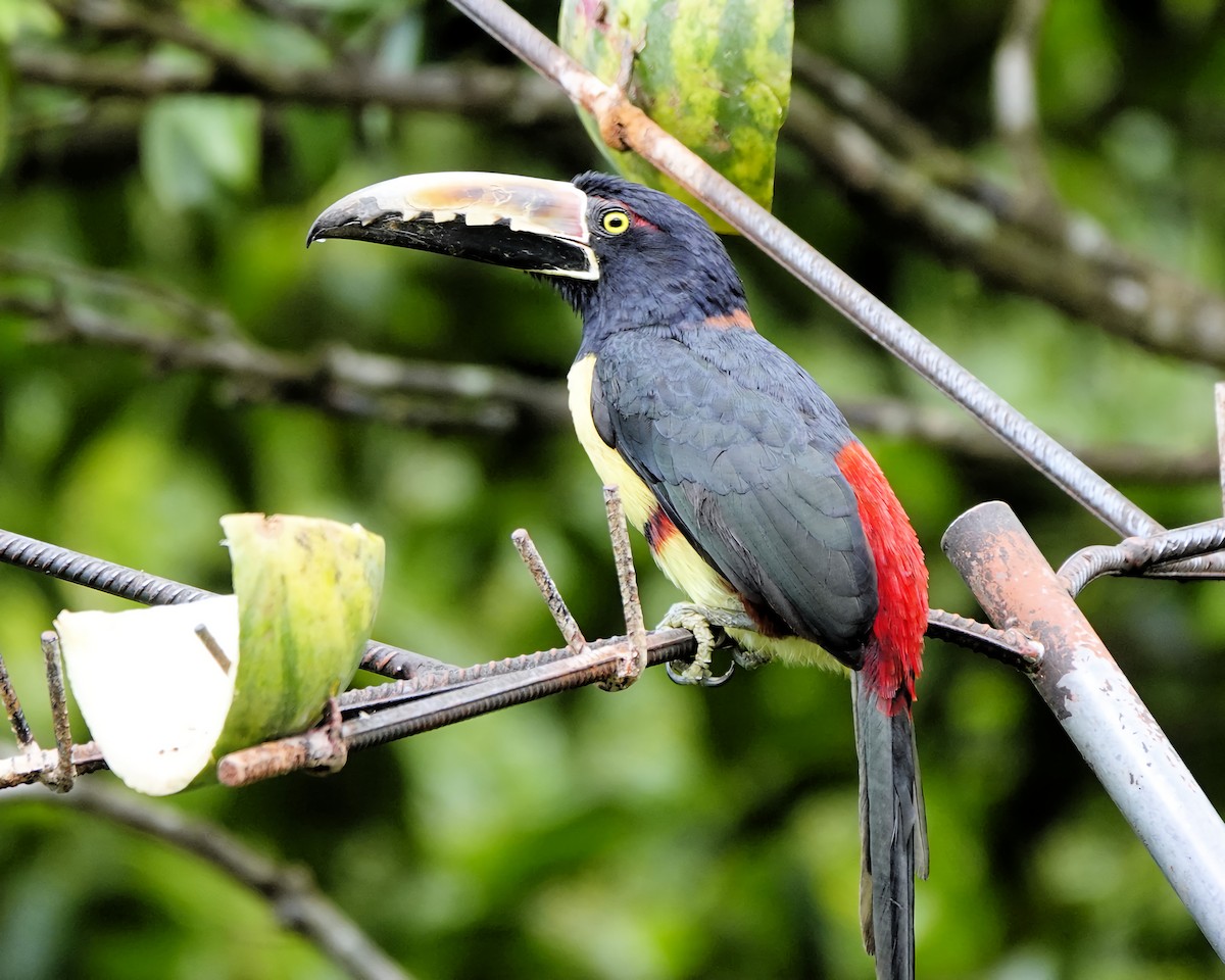 Collared Aracari - Marie Ostrander