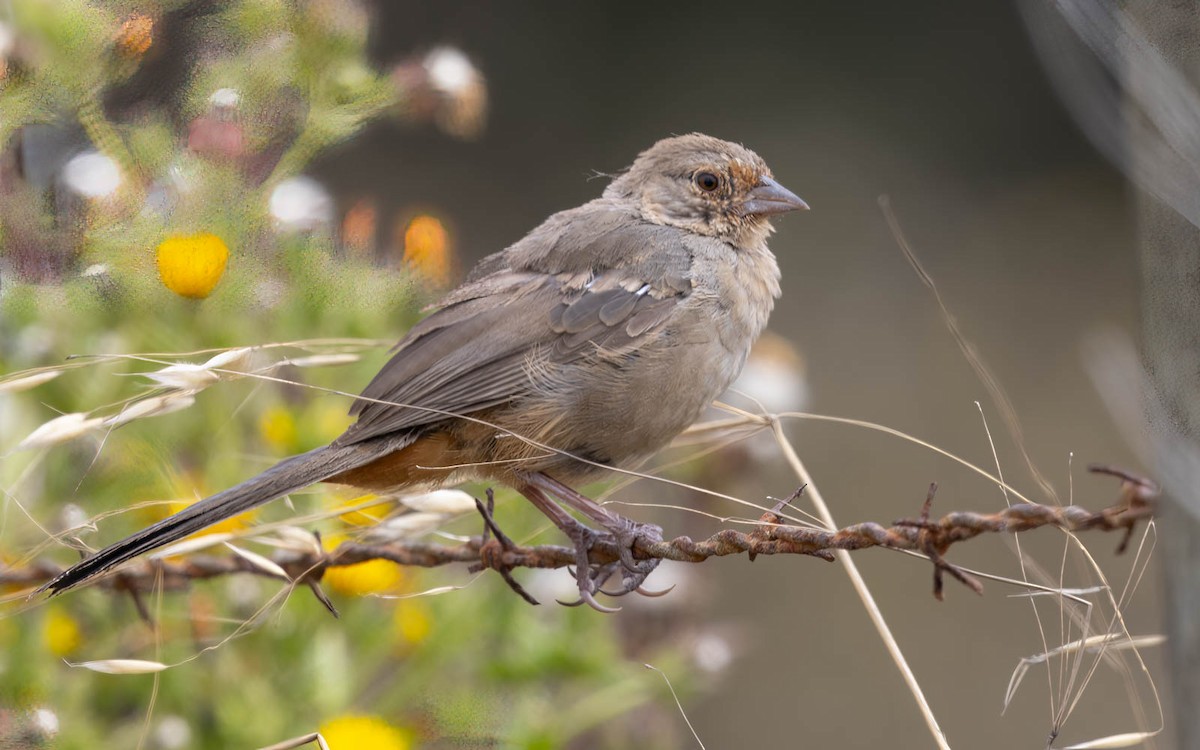 California Towhee - Hakan Sivencrona