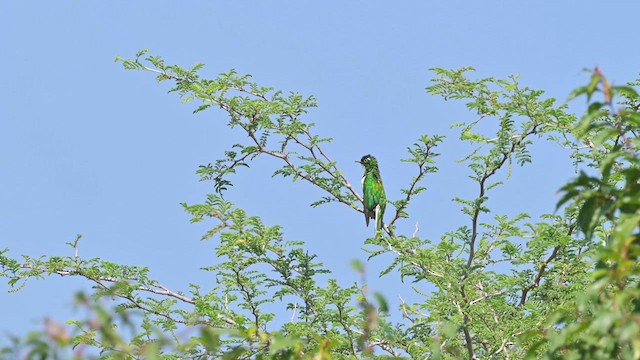 Klaas's Cuckoo - ML628032979
