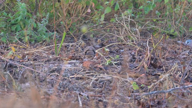 Blue-spotted Wood-Dove - ML628032991